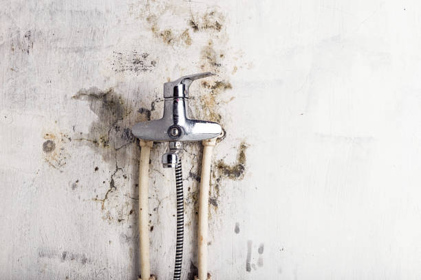 Best Toxic Mold Removal  in Williston, FL