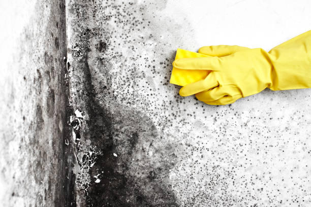 Best Black Mold Removal  in Williston, FL