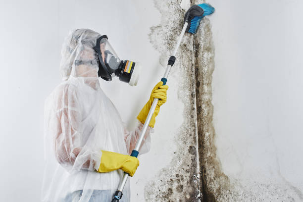 Trusted Williston, FL Mold Removal Experts