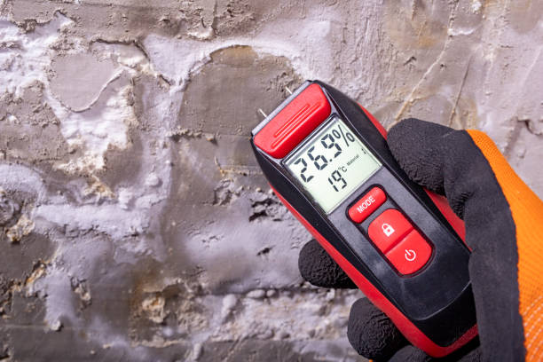 Best Crawl Space Mold Removal  in Williston, FL