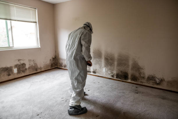 Best Mold Damage Repair  in Williston, FL