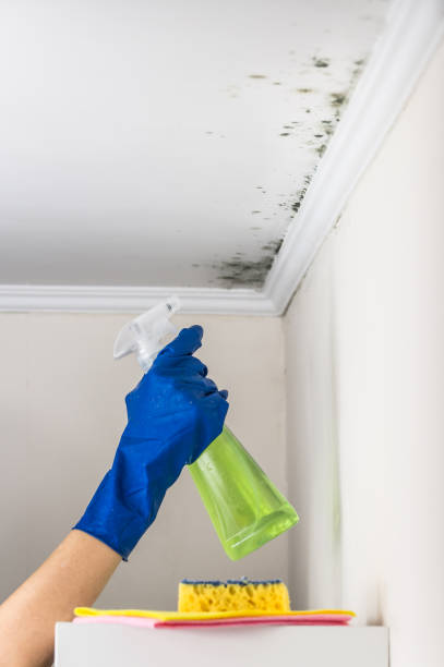 Best Mold Testing  in Williston, FL
